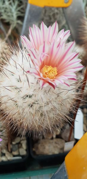 Gymnocactus mandragora ssp. pailanus